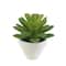 Assorted Micro Potted Succulent, 1pc. by Ashland®